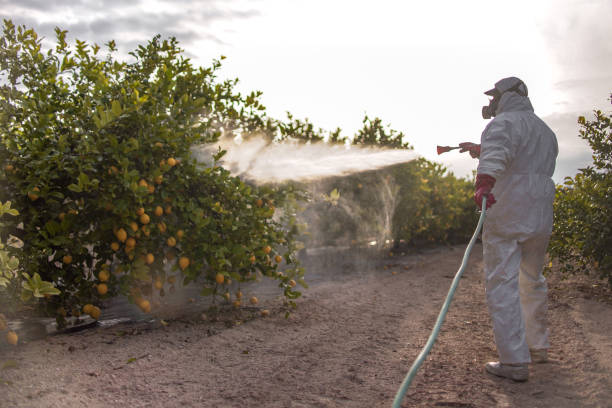 Best Ant Control Services  in Vandalia, MO