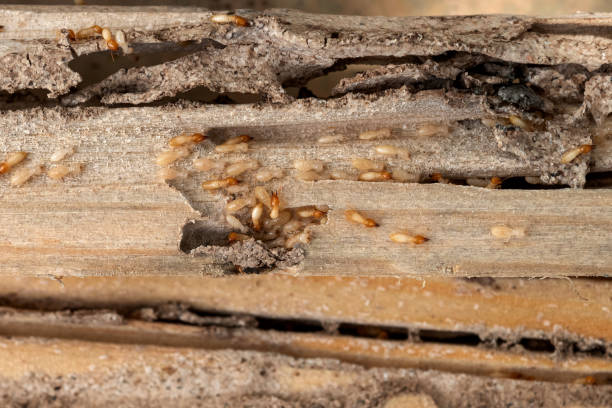 Best Cockroach Control Services  in Vandalia, MO