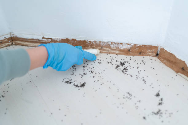 Best Flea Control Services  in Vandalia, MO